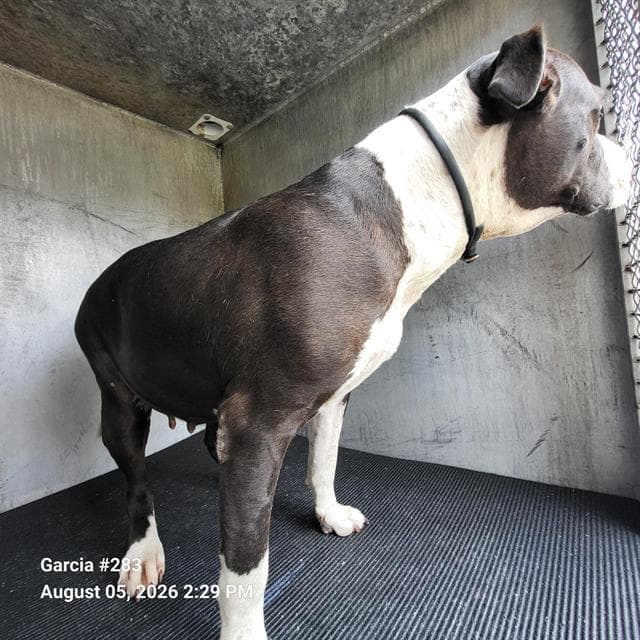 Diva - American Staffordshire Terrier