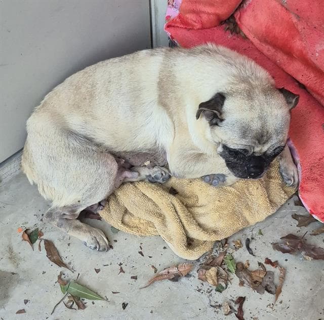 Ramona - Pug