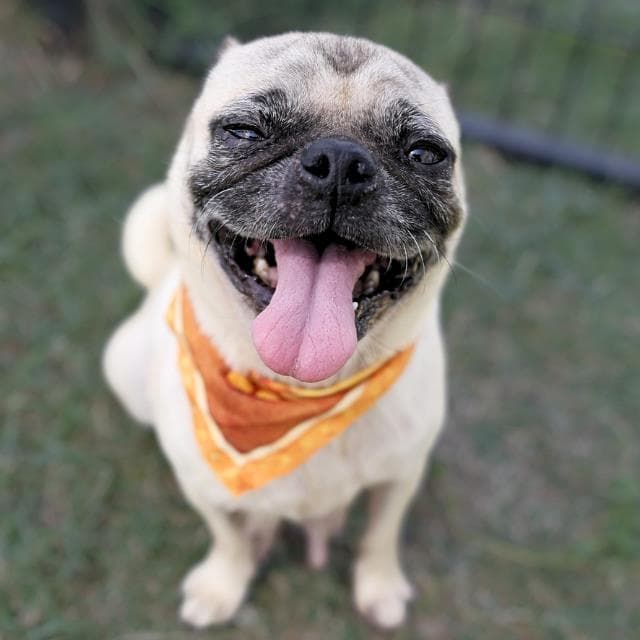 Ramona - Pug