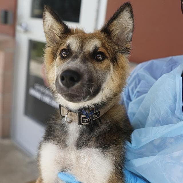 Swiper - Husky