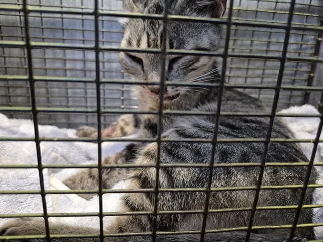 Freya - Domestic Short Hair