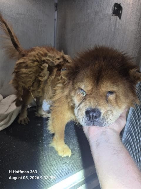 Dawn - Chow Chow