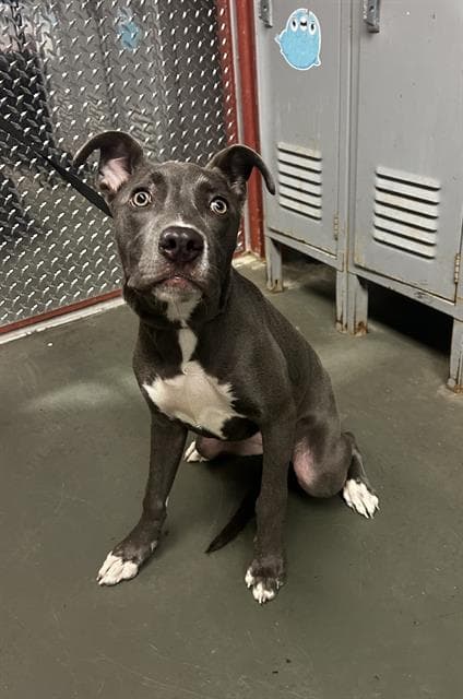 Arizona - American Staffordshire Terrier
