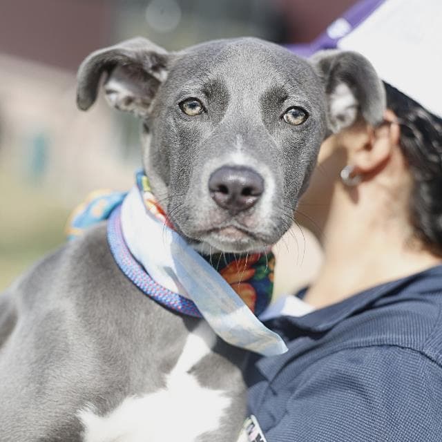 Arizona - American Staffordshire Terrier