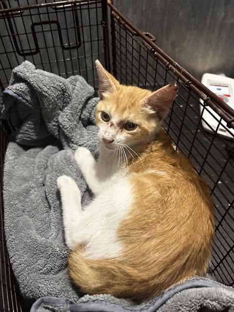 Mowgli - Domestic Short Hair