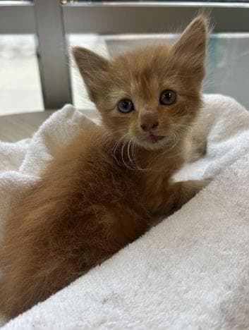 Cheeto - Domestic Short Hair