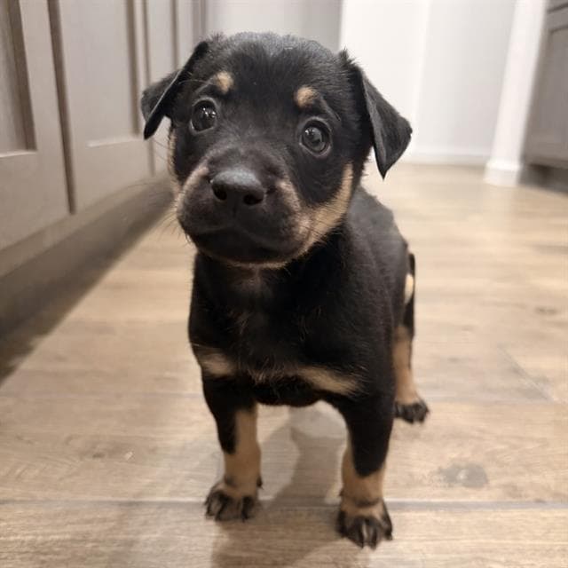 Tyler - Labrador Retriever