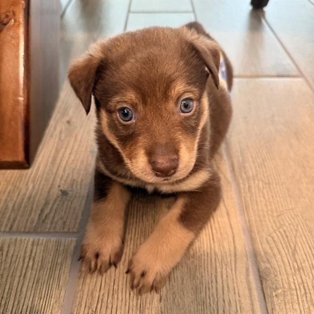 Troy - Labrador Retriever