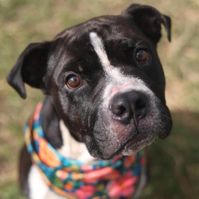 Henry - American Staffordshire Terrier