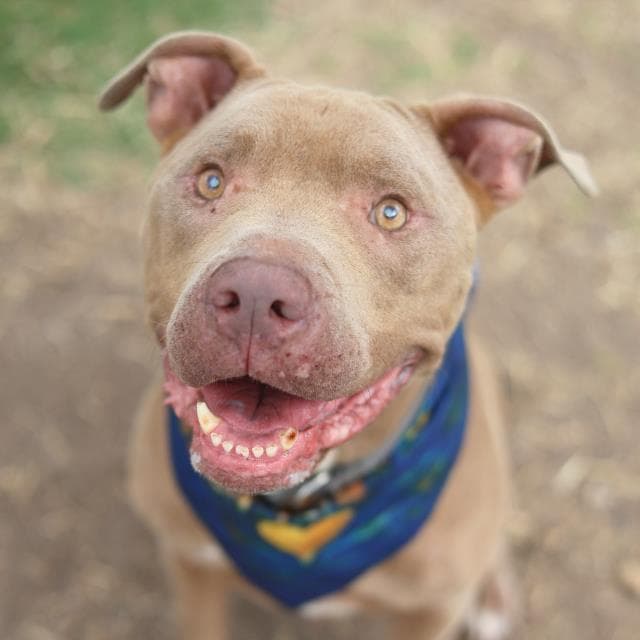 Zeke - American Staffordshire Terrier