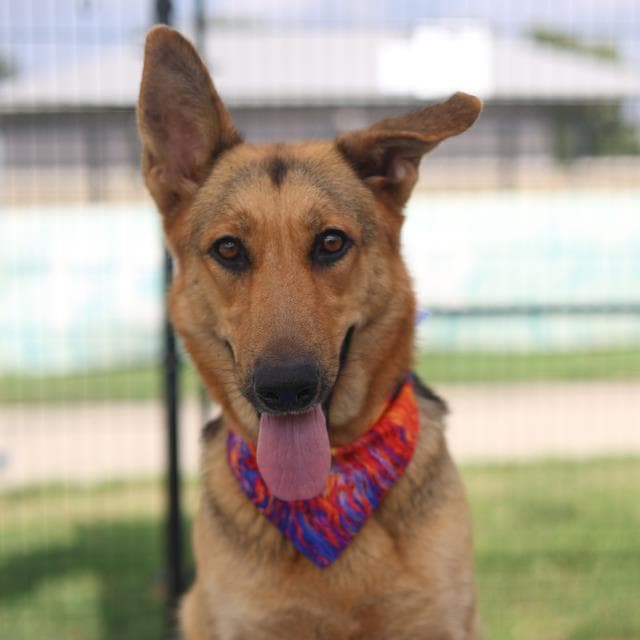 Nikki - German Shepherd Dog