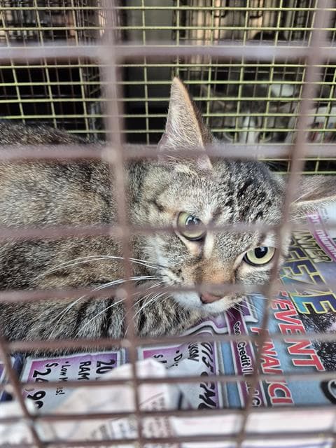 Beba - Domestic Medium Hair