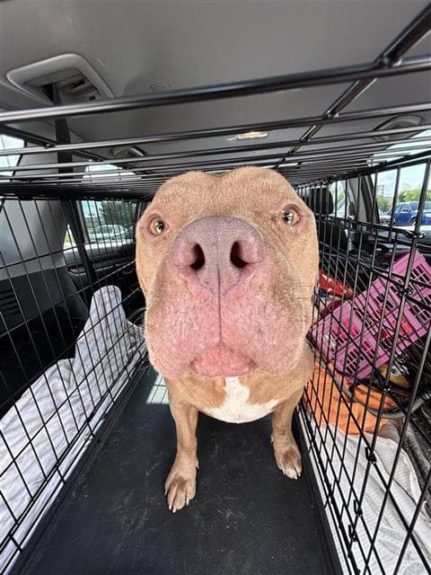 Bruno - American Staffordshire Terrier