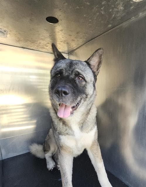 Charlie K - Akita