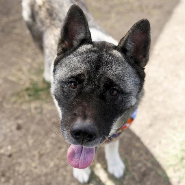 Charlie K - Akita