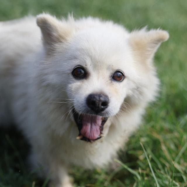 Teddy - Pomeranian