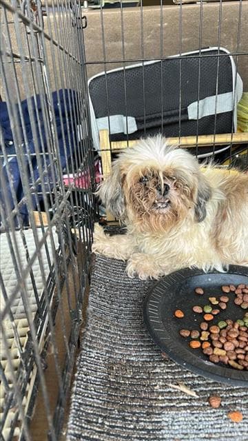 Mazie - Shih Tzu