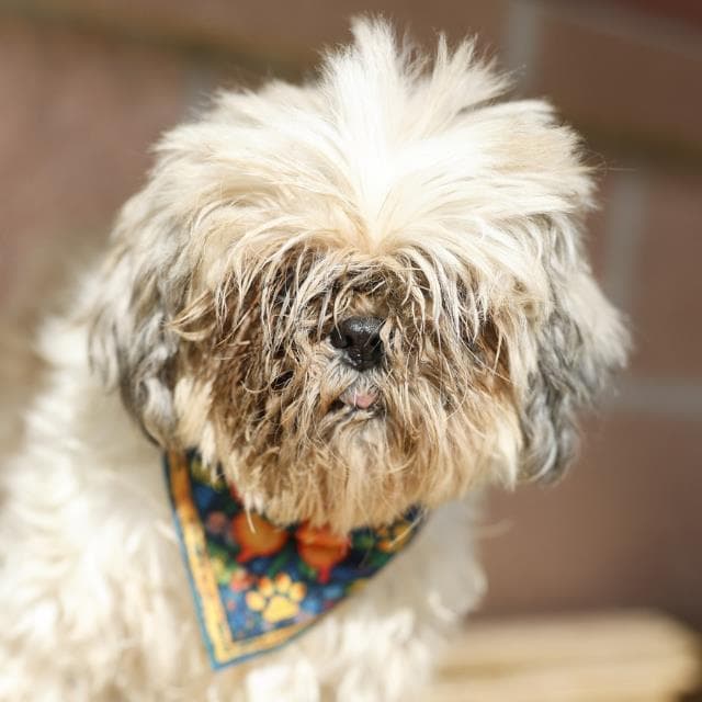 Mazie - Shih Tzu