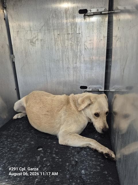 Aileen Clawdette - Labrador Retriever