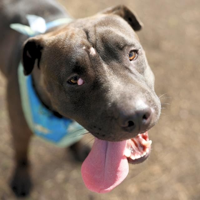 Gina - American Staffordshire Terrier