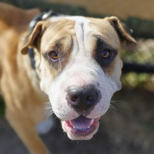 Gelly - American Staffordshire Terrier