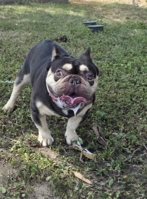 Rollo Cookies - French Bulldog