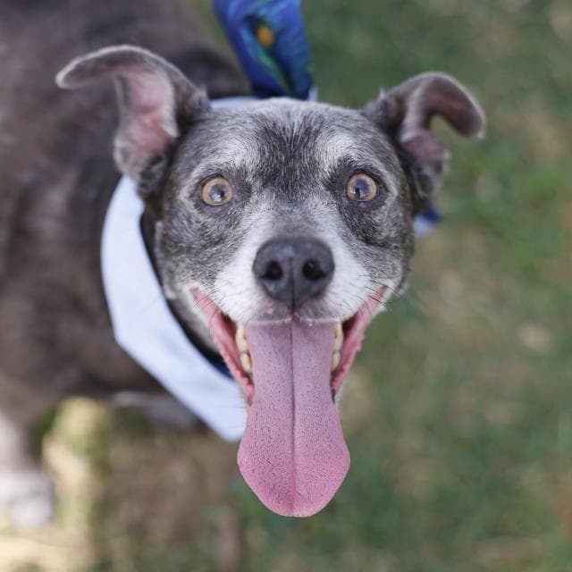 Unknown - American Staffordshire Terrier