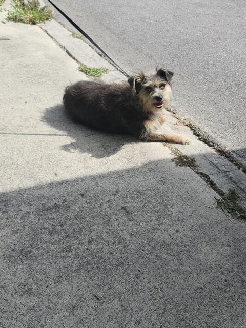 Unknown - Terrier