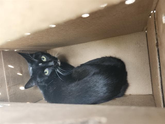 Unknown - Domestic Short Hair