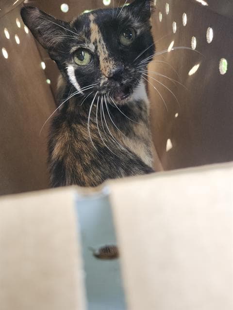 Unknown - Domestic Short Hair