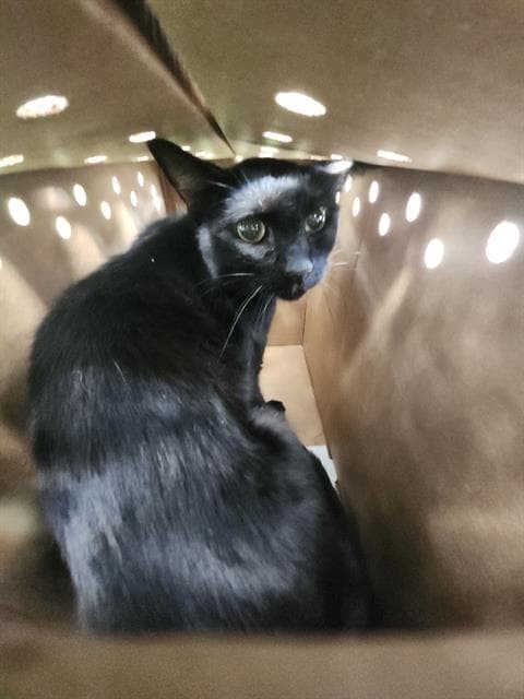 Unknown - Domestic Short Hair
