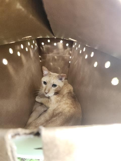 Unknown - Domestic Short Hair