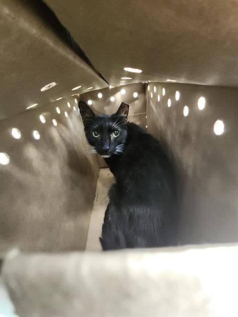 Unknown - Domestic Short Hair