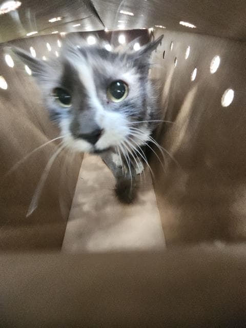 Unknown - Domestic Short Hair