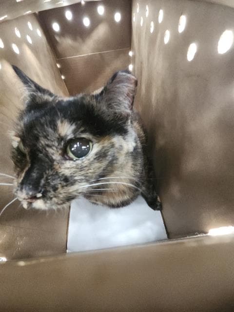 Unknown - Domestic Short Hair