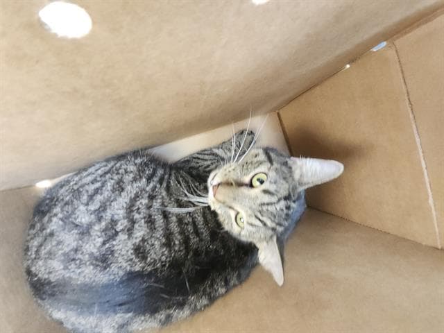 Unknown - Domestic Short Hair