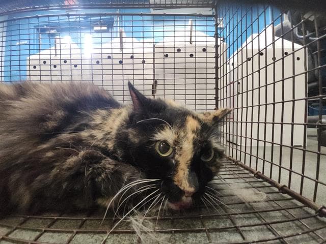 Unknown - Domestic Short Hair
