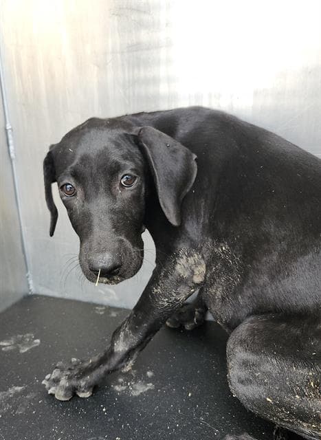 Junior - Labrador Retriever