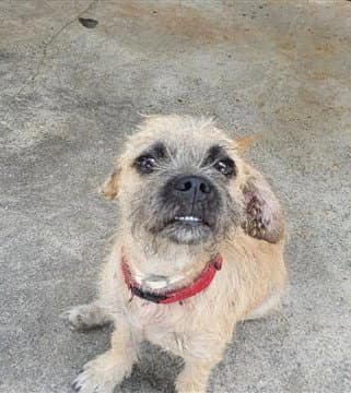 Cesar - Terrier