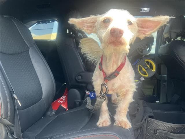 Guillermo - Chihuahua