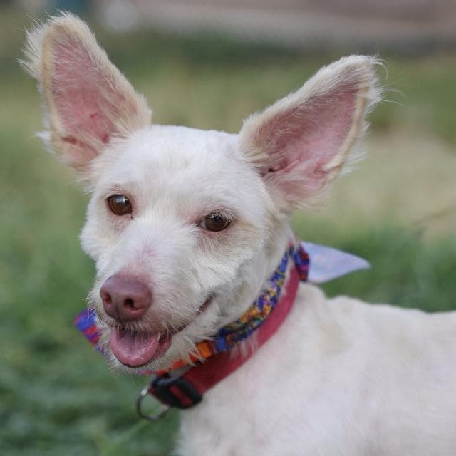 Guillermo - Chihuahua