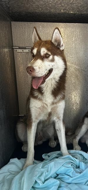 Dean - Siberian Husky