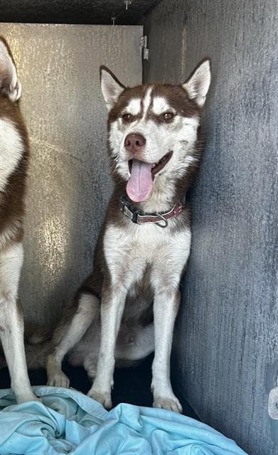 Sam - Siberian Husky