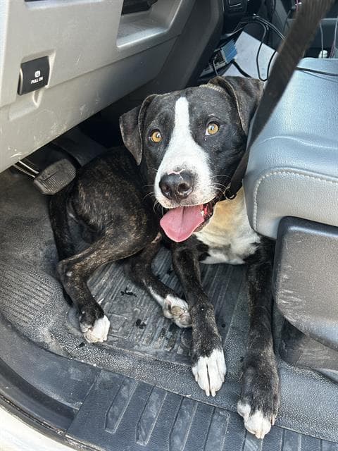 Deuce - American Staffordshire Terrier