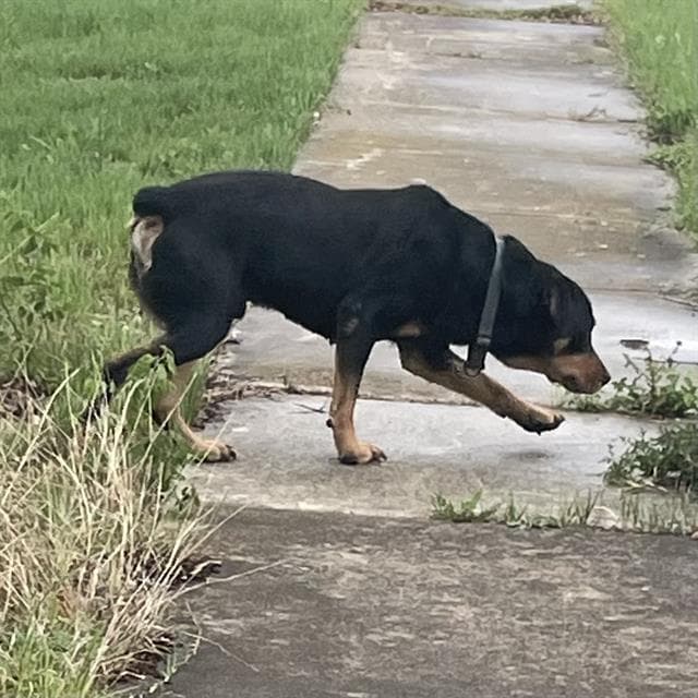 Dada - Rottweiler