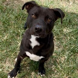 Buddy image 1