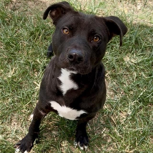 Buddy - American Staffordshire Terrier