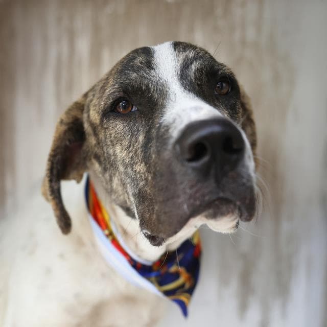 Buddy - Mastiff