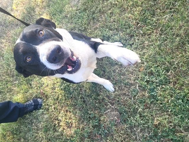 Lyon - Labrador Retriever