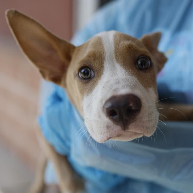 Luke - Terrier